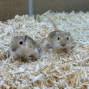 로던트클럽 이미지