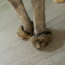 봄봄냥 | 분당 무마취 고양이 미용/ 봄봄냥 / 인생샵 등극!!