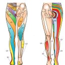 ＜ 공부합시다!!＞ 좌골신경통 바로알기~!!! 이미지