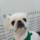 나리펫살롱 이미지