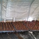 하빈농장 이미지