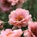 공명광고건설 | 사랑 명상 1262