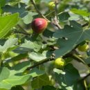 힐링천사약국 이미지