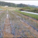 남부농원 이미지