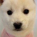 다시사랑받개 이미지