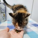 이치덴탈 이미지