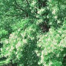 상도근린공원 이미지