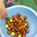 길원농장 이미지