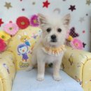 웅남동225 이미지