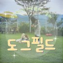 구산면804 | 강아지전용) 창원 진전면 '도그필드' 애견카페 후기