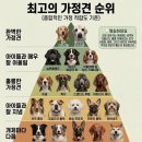 최고의 가정견 이미지