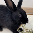 수완종합 동물병원 이미지