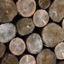 The heartwood 이미지