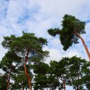 상록수(Evergreen) 이미지
