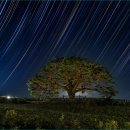 별과 소나무 이미지