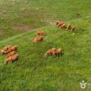 계룡목장 이미지