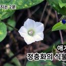 ＜정충화의 식물이야기＞ 애기나팔꽃 편 이미지