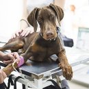 좋은 친구들 동물병원 이미지