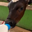 통진목장 이미지