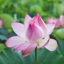 세겹이야기