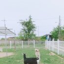 분홍염소체험교육농장 이미지