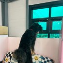 티나네강아지미용실 | 동탄애견미용 티나네강아지미용실 단골손님 후기