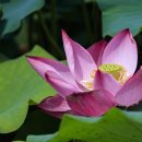 기호학 | 불교와 현대 기호학: 사인(sign)과 비사인(non-sign)의 경계