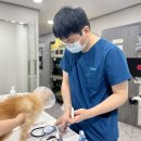 안 수의과병원 | 서울고양이동물병원, 안약 처방 전 꼭 알아야 할 점들