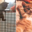 뽀시래기 이미지