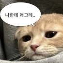 알로호텔 | [싱가포르 여행] F1 경기 전 싱가포르 즐기려고했는데 대실패하고 초대받지 못한 손님이 된 썰...그래도...