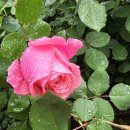 박경준치과의원 | 박경준치과에서 사랑니 치관절제술한 썰