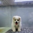 우리들의 댕댕이 이미지