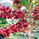 명성2농장 이미지