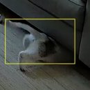 콩캣 | 콩주의 일상 2# 언니 집 적응기 | 일룸 캐스터네츠 캣타워 H 가드형 내 돈 내산 후기