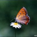 [다시보는 애벌레편지 제8호] 나비와 나방 이미지