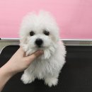 멍이랑몽이 미용 이미지