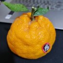 명품한라봉