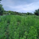 인진쑥농장 이미지