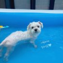 펫하우스 이미지