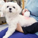 두암동물병원 이미지