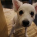 마오네애견카페 이미지