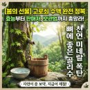 함양지리산고로쇠영농조합법인 | 지금이 딱 제철인 고로쇠물 고로쇠수액 효능부터 보관법, 판매처까지 총정리!