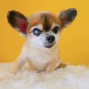 눈이부시개 이미지