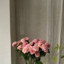 스튜디오로즈데이