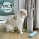 편이로움 | 고양이털 제거 :: [편이로움] 먼지칼리버