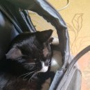 하일동물병원 이미지