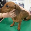 C.T.종합동물병원 이미지