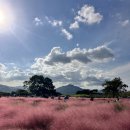 참좋은한우채 | 경주 핑크 뮬리 개화상황. 주차정보. 경주 핫플. 경주 가볼 만한 곳.