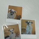 별그루밍 이미지