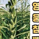 참깨수확시기는 베는시기 확인 방법 이미지